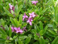 Strongly scented pale pink flowers on a compact shrub.